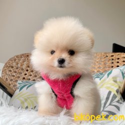 Pomeranian Boo Teddy Bear Ayiciklar 2