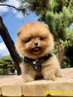 Pomeranian Boo Teddy Bear Ayiciklar 5