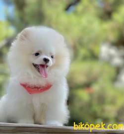 Pomeranian Boo Teddy Bear Belgeli Yavrularımız 1