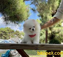 Pomeranian Boo Teddy Bear Belgeli Yavrularımız 3