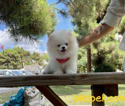 Pomeranian Boo Teddy Bear Belgeli Yavrularımız 2