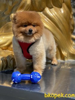 Pomeranian Boo Teddy Bear Eğitimli 3