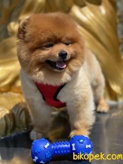 Pomeranian Boo Teddy Bear Eğitimli 2