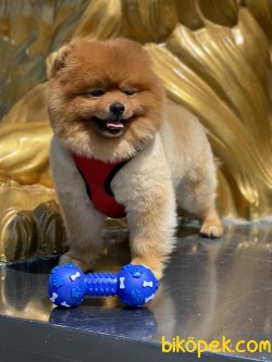 Pomeranian Boo Teddy Bear Eğitimli 4