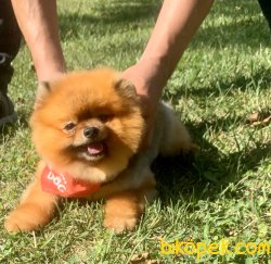 Pomeranian Boo Teddy Bear Eğitimli Aşılı 1