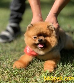 Pomeranian Boo Teddy Bear Eğitimli Aşılı 2