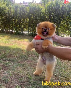 Pomeranian Boo Teddy Bear Eğitimli Aşılı 3