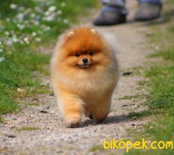 Pomeranian Boo Teddy Bear Köpeklerimiz 3