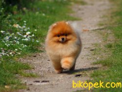 Pomeranian Boo Teddy Bear Köpeklerimiz 2