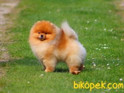 Pomeranian Boo Teddy Bear Köpeklerimiz 4