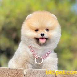 Pomeranian Boo Teddy Bear Mini Yavrularımız 1