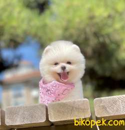 Pomeranian Boo Teddy Bear Mini Yavrularımız 2