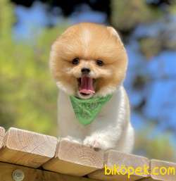 Pomeranian Boo Teddy Bear Mini Yavrularımız 4