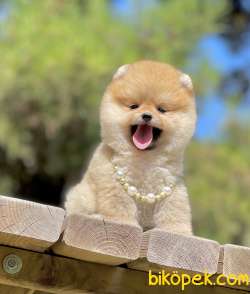 Pomeranian Boo Teddy Bear Mini Yavrularımız 5