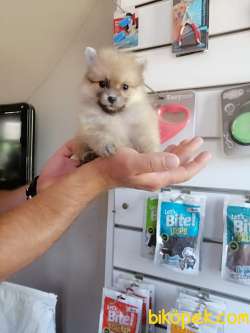 POMERANİAN BOO TEDDY BEAR SAFKAN 3