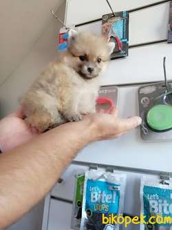 POMERANİAN BOO TEDDY BEAR SAFKAN 4