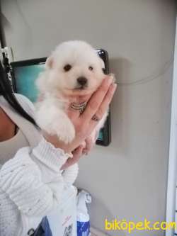 POMERANİAN BOO TEDDY BEAR SAFKAN 2