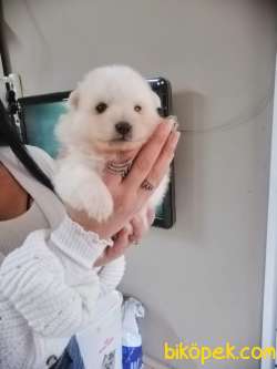 POMERANİAN BOO TEDDY BEAR SAFKAN 1