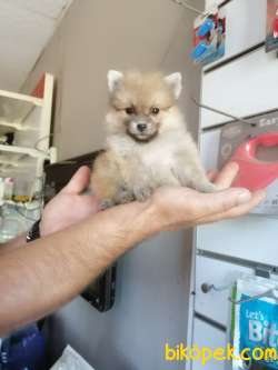 POMERANİAN BOO TEDDY BEAR SAFKAN 5