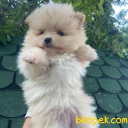 POMERANİAN BOO TEDDY BEAR SAFKAN 2