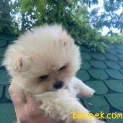 POMERANİAN BOO TEDDY BEAR SAFKAN 3