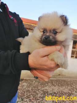 POMERANİAN BOO TEDDY BEAR SAFKAN IRK GARANTİLİ 3