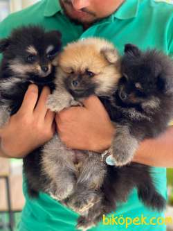 POMERANİAN BOO TEDDY BEAR SAFKAN IRK GARANTİLİ 1