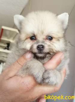 POMERANİAN BOO TEDDY BEAR SAFKAN IRK GARANTİLİ 5