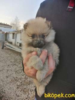 POMERANİAN BOO TEDDY BEAR SAFKAN IRK GARANTİLİ 4