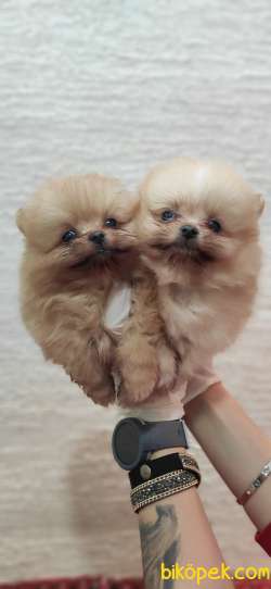 POMERANİAN BOO TEDDY BEAR SAFKAN IRK GARANTİLİ 4