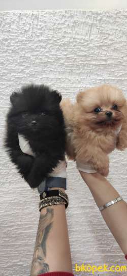 POMERANİAN BOO TEDDY BEAR SAFKAN IRK GARANTİLİ 2