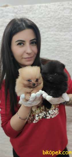 POMERANİAN BOO TEDDY BEAR SAFKAN IRK GARANTİLİ 3