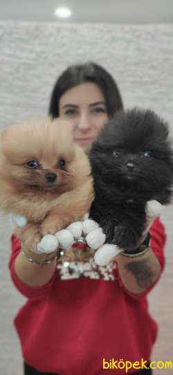 POMERANİAN BOO TEDDY BEAR SAFKAN IRK GARANTİLİ 1