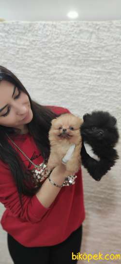 POMERANİAN BOO TEDDY BEAR SAFKAN IRK GARANTİLİ 5