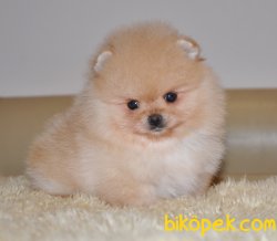 Pomeranian Boo Teddy Bear Safkan Yavrularımız 2