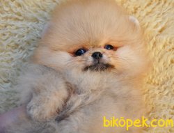 Pomeranian Boo Teddy Bear Safkan Yavrularımız 1