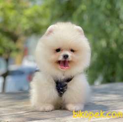 Pomeranian Boo Teddy Bear Safkan Yavrularımız 4