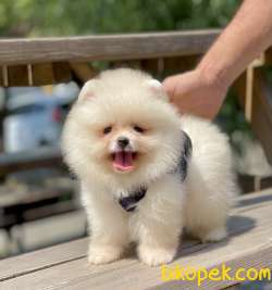 Pomeranian Boo Teddy Bear Safkan Yavrularımız 1