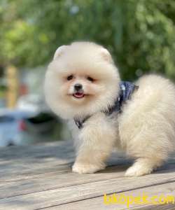 Pomeranian Boo Teddy Bear Safkan Yavrularımız 5