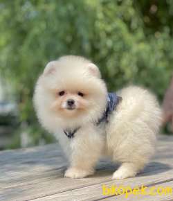 Pomeranian Boo Teddy Bear Safkan Yavrularımız 2