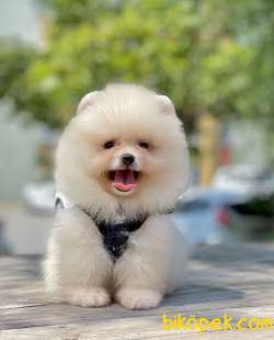 Pomeranian Boo Teddy Bear Safkan Yavrularımız 3
