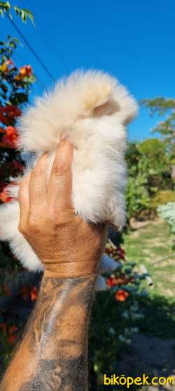 Pomeranian Boo Teddy Bear Safkan Yavrularımız 3