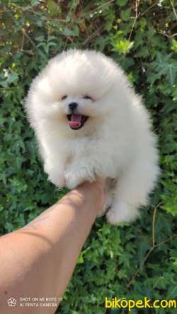 Pomeranian Boo Teddy Bear Safkan Yavrularımız 2