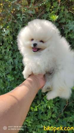 Pomeranian Boo Teddy Bear Safkan Yavrularımız 1