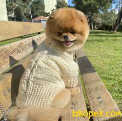Pomeranian Boo Teddy Bear Secereli 2