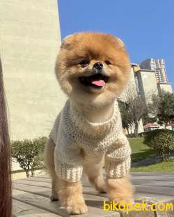 Pomeranian Boo Teddy Bear Secereli 3