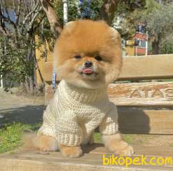 Pomeranian Boo Teddy Bear Secereli 4