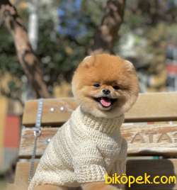 Pomeranian Boo Teddy Bear Secereli 1