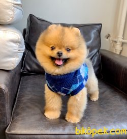 Pomeranian Boo Teddy Bear SECERELİ Eğitimi Asilari Tam 3