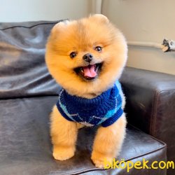 Pomeranian Boo Teddy Bear SECERELİ Eğitimi Asilari Tam 1